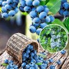 Саженец голубики Норт Блю (North Blue): фото и описание