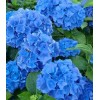 Саженец гортензии крупнолистной Блю Вондер (Blue Wonder): фото и описание