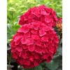 Саженец гортензии крупнолистной Мэджикал Пинк Руби (Magical Pink Ruby): фото и описание