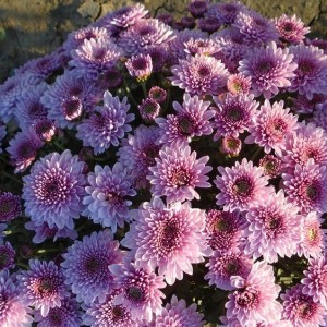 Хризантема Бренсаунд Пёрпл (Bransound Purple) (Мультифлора/Сиреневая)