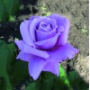 Саженец чайно-гибридной розы Голубой Нил (Blue Nile): фото и описание
