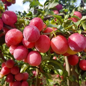 Алыча Оленька (Средняя/Красная)