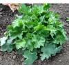 Саженец гейхеры зеленолистной Нокаут (Heuchera Knock Out): фото и описание