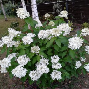 Гортензия Прим Уайт (Prim White) (метельчатая)