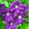 Саженец клематиса Этуаль Виолетт (Etoile Violette): фото и описание