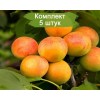 Саженцы абрикоса Водолей (средний) - 5 шт.: фото и описание