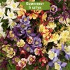 Саженцы аквилегии обыкновенная Эрли Берд Микс (Early Bird Mix) - 5 шт.: фото и описание