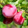 Саженцы Алычи Евгения (Ранняя/Красная) - 5 шт.: фото и описание