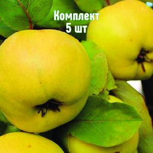 Комплект 5шт / Айва яблоковидная Съедобная