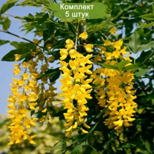Комплект 5шт / Бобовник Анагиролистный ( Золотой дождь)
