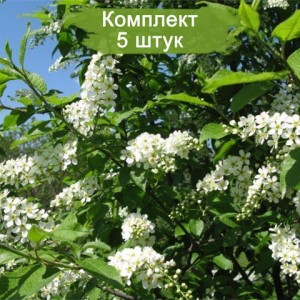 Комплект 5шт / Черемуха обыкновенная Шлосс Тифурт (Schloss Tiefurt)
