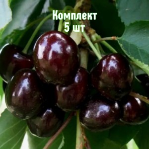Комплект 5шт / Черешня Дагестанка