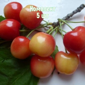 Комплект 5шт / Черешня Краса Кубани