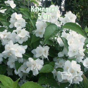 Комплект 5шт / Чубушник (жасмин садовый) Юннат