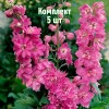 Саженцы Дельфиниума Пасифик Астолат (Pacific Astolat) - 5 шт.: фото и описание
