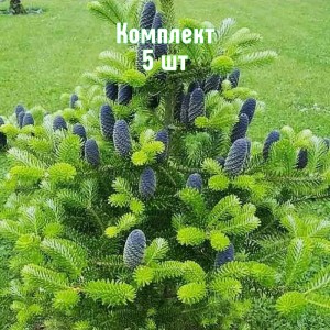 Комплект 5шт / Ель Корейская до 20 см