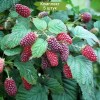 Саженцы ежемалины Логан Берри (Loganberry) - 5 шт.: фото и описание