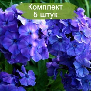 Комплект 5шт / Флокс метельчатый Блю Бой (Blue Boy)