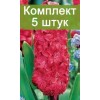 Луковицы Гиацинта Холли Хок люкс (Hollyhock) - 5 шт.: фото и описание