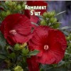 Саженцы Гибискуса Кренберри Краш (Cranberry Crush) - 5 шт.: фото и описание