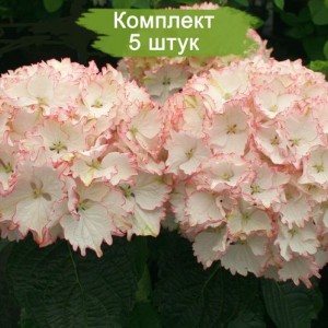 Комплект 5шт / Гортензия Клеопатра (крупнолистная) (Cleopatra)