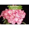 Саженцы гортензии крупнолистной Мисс Саори (Miss Saori) - 5 шт.: фото и описание