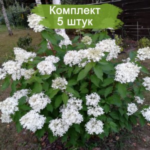 Комплект 5шт / Гортензия Прим Уайт (Prim White) (метельчатая)