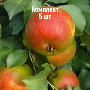 Комплект 5шт / Груша Веселинка