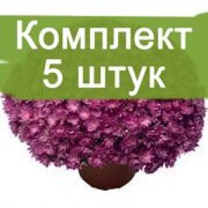 Комплект 5шт / Хризантема Джаклин пинк (Мультифлора/Сиреневая)