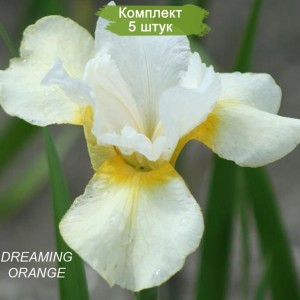 Комплект 5шт / Ирис сибирский Дриминг Оранж (Dreaming Orange)