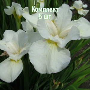 Комплект 5шт / Ирис сибирский Сноу Квин