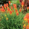 Саженцы книфофии ягодной Оранж Бьюти (Orange Beauty) - 5 шт.: фото и описание