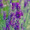 Саженцы лавандина Импресс Пурпл (Impress Purple) - 5 шт.: фото и описание
