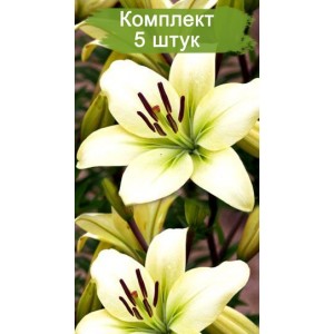 Комплект 5шт / Лилия Курьер (Courier)
