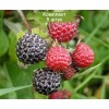 Саженцы малины Блэк Джевел (Black Jewel) (Черная) - 5 шт.: фото и описание
