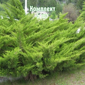 Комплект 5шт / Можжевельник казацкий Фемина