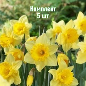 Комплект 5шт / Нарцисс Карлтон