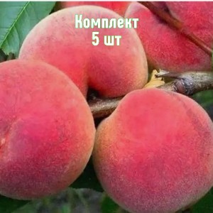 Комплект 5шт / Персик Фестивальный