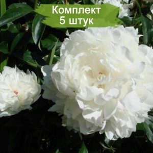 Комплект 5шт / Пион А. Е. Кундерт (A. E. Kundert) -Б.