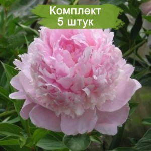 Комплект 5шт / Пион Энджел Чикс (Angel Cheeks) - Р