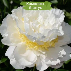 Комплект 5шт / Пион Чеддар Голд (Cheddar Gold) - Б