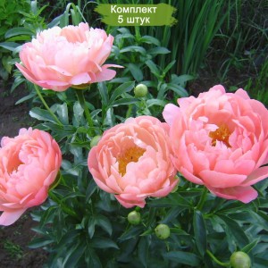 Комплект 5шт / Пион Корал Шарм (Coral Charme) - Р