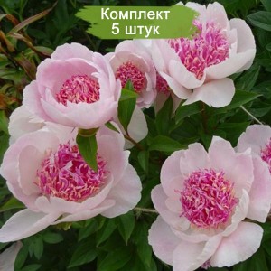 Комплект 5шт / Пион Ду Телл (Do Tell) - Р