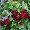 Саженцы примулы ушковая Кримсон Глоу (Crimson Glow) - 5 шт.: фото и описание