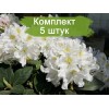 Саженцы рододендрона Каннингемс Уайт (Cunningham’s White) - 5 шт.: фото и описание