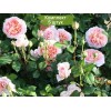 Саженцы английской розы Абрахам Дерби (Abraham Darby) - 5 шт.: фото и описание