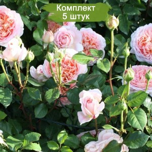 Комплект 5шт / Роза Абрахам Дерби (английские)