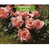 Саженцы миниатюрной розы Аллегро Симфони (Allegro Symphonie) - 5 шт.: фото и описание