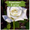 Саженцы чайно-гибридной розы Белая лебедь (White Swan) - 5 шт.: фото и описание