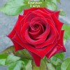 Саженцы чайно-гибридной розы Черная магия (Black Magic) - 5 шт.: фото и описание